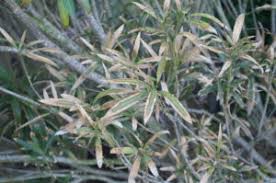 Image result for xylella fastidiosa oleander symptoms