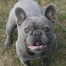 This adorable dog breed, which has always been meant to be a companion, started as a miniature. 18 Most Beautiful Blue French Bulldog Pictures