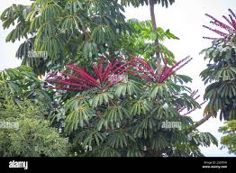 Image result for Cecropia pachystachya