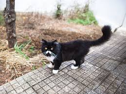 Your cat is basically your baby—just with way more fur—so it should come as no surprise than many of the world's most popular cat names are some of the world's most popular (human) baby names, too. Black And White Cat Names Male Female The Cute Creative Cool