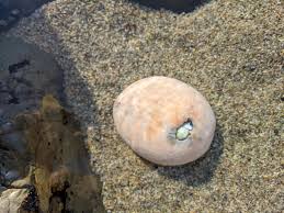 There are numerous bay area tide pools along the half moon bay coastside. Found Submerged In A Tide Pool Near Half Moon Bay California What Is It Whatisthisthing