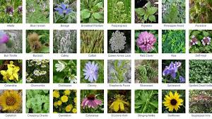 So if it seems you have read parts of this before, you might have. Wildflowers By Region Listing Of Wild Flowers Growing In Induced Info