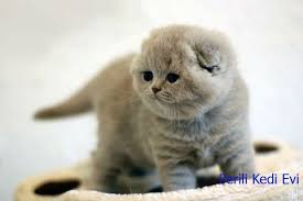 Scottish Fold Irk Bilgileri Perili Kedi Evi Pisipixie Cattery