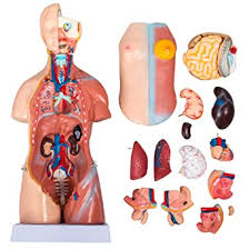 The thoracic segment of the trunk, the abdominal segment of the trunk, and the perineum. Vevor Torso Anatomy Model 17inch Human Torso 23 Parts Unisex Human Torso Model Anatomy Models Human Body Anatomical Model Skeleton Life Size Medical Anatomy Educational Teaching Tool Amazon Com Industrial Scientific