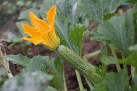 Sow seeds, cover lightly and water well. Growing Zucchini Seeds Outside In Pots Hubpages