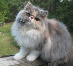 Dilute Calico Persian In 2020 Himalayan Kitten Baby Cats Persian Kittens