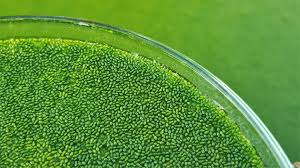 Image result for Wolffia