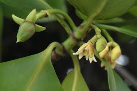 Image result for Rhizophora mucronata