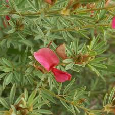 Image result for Indigofera hedyantha