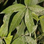 Image result for Merremia quinquefolia