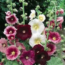 We did not find results for: Hollyhock Seeds 26 Hollyhocks Perennial Flower Seeds