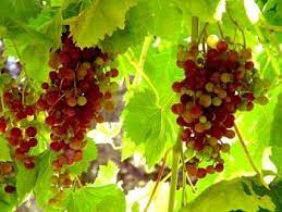Pixies gardens concord grape vine plant varies in color from deep blue to purple or almost black excellent variety for jams and juices (1 gallon). Growing Grape Vine Cuttings Grape Vines Grape Vine Pruning Grapes