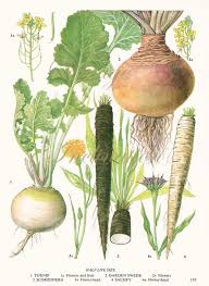 Vintage Botanical Print Antique Turnip 173 Plant Print Botanical Print Bookplate Art Print Vege Botanical Prints Botanical Drawings Vintage Botanical Prints