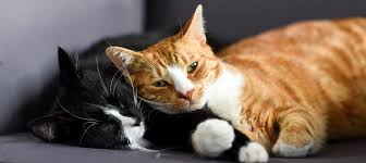 Managing a Multi-Cat Household: Tips and Strategies