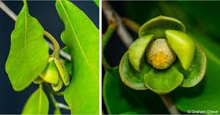 Image result for Uvaria