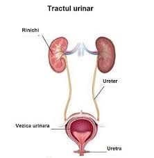 Calculii apar cand anumite substante din urina, inclusiv calciul si acidul uric, cristalizeaza si cristalele se aglomereaza intre ele. Piafen Pentru Rinichi Despre ViaÈa Din Romania