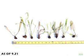 Image result for Aponogeton rehmannii