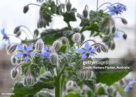 Image result for Boraginaceae