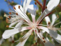 Tarlflower Florida Flowers Showy Flowers Butterfly Plants