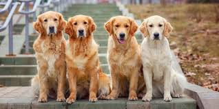 Image result for golden retriever