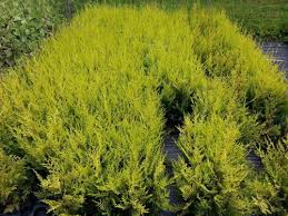 Image result for Osyris compressa