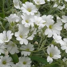 Image result for Cerastium tomentosum