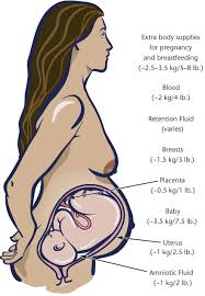 weight gain during pregnancy by trimester healthy families bc