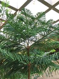 Image result for Araucaria heterophylla
