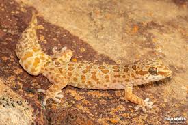 Image result for Pycnostachys orthodonta