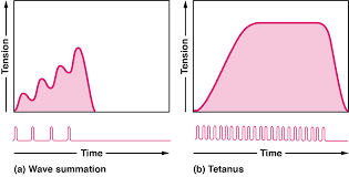 Solved Treppe Is Also Called:(A) ﻿Tetanus.(B) | Chegg.Com
