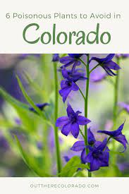 6 Poisonous Plants To Avoid In Colorado Poisonous Plants Colorado Gardening Colorado Flowers
