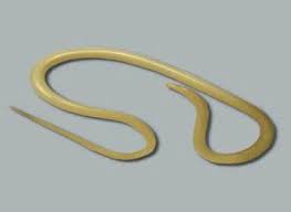 Onchocerca volvulus is a nematode that causes river blindness, mostly in africa. Ascaris Is A Genus Of Parasitic Nematode Worms Known As The Small Intestinal Roundworms A Lumbricoides Affects Humans And Causes Parasite Roundworm Human