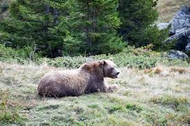 Arosa bärenland das arosa bärenland ist ein erlebnis für gross und klein. Familienausflug Arosa Barenland Ausflug Arosa Reiseblog