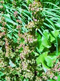 Image result for Rumex crispus
