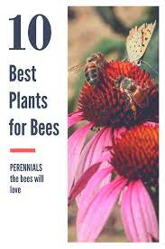 It's leaves can be evergreen down to zone 6, but the best part are the beautiful and fragrant flowers. Top 10 Perennials For Bees Masterson S Garden Center Inc