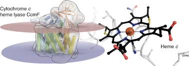 Image result for Heme