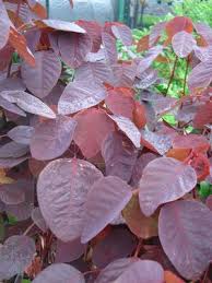 Image result for Euphorbia cotinifolia