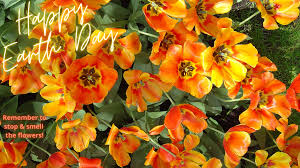 To save and use the background: Free Earth Day Zoom Backgrounds For Teachers Population Education