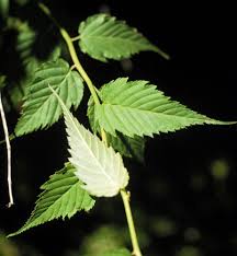 Image result for Kerria japonica