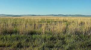 Image result for Ceratotheca integribracteata