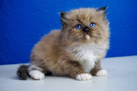 Get the best deals on cats & kittens baby soft toys. Pin On Ragdoll Kitten