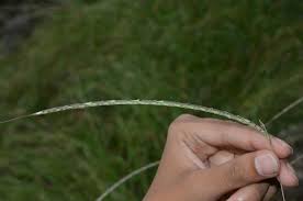 Image result for Sehima