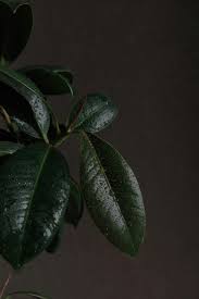 Image result for Ficus exasperata