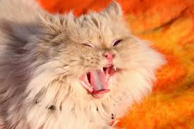 Learn what cat sneezing, coughing or runny nose could mean from bluepearl vet specialists and what to do about it. Home Remedies For Cats With A Cough Howstuffworks