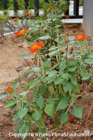 Image result for Tithonia rotundifolia