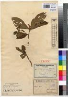 Image result for Achyrospermum