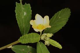 Image result for Sida rhombifolia