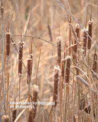 Image result for Typha