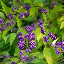 Purple Beautyberry Bush Seeds Callicarpa Dichotoma 25 Seeds Unusual Plants Plants Unique Plants