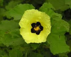 Image result for Hibiscus calyphyllus